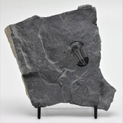 Utah Asaphiscus Wheeleri Fossil Trilobite 1 1/4" Middle Cambrian Period Wheeler Shale Formation